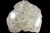Polished Fossil Coral (Actinocyathus) - Morocco #84991-1